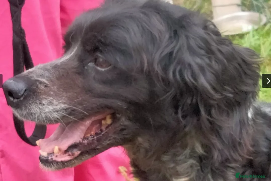 Brittany Spaniel dogs for adoption: Roma Del Matochar in Matlock - Advert 2
