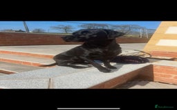 Labrador Retriever dogs for stud: Koba  - Image 5