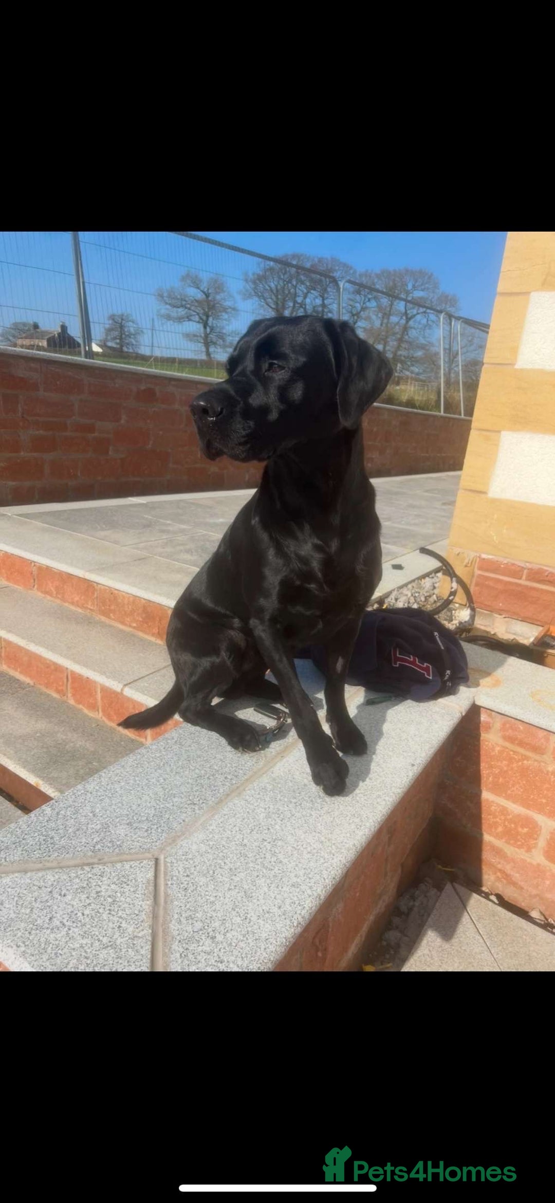 Labrador Retriever dogs for stud: Koba  - Image 5