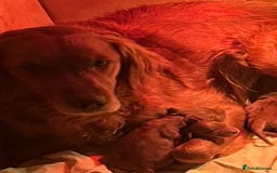 Mixed Breed dogs for sale: Rare Litter of Golden Irish puppies available  - Image 13