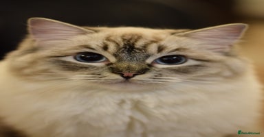 Ragdoll cats - Advert 16