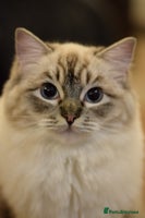 Ragdoll cats Ragdoll ACTIVE Female - Advert 5