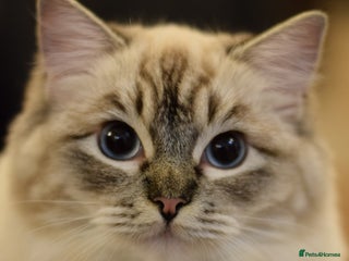 Ragdoll cats - Advert 2