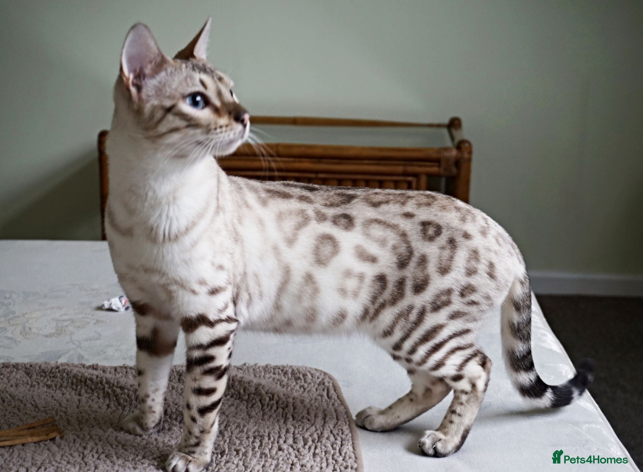 Bengal cats Superb Snow Bengal Female Active Registered - Advert 1