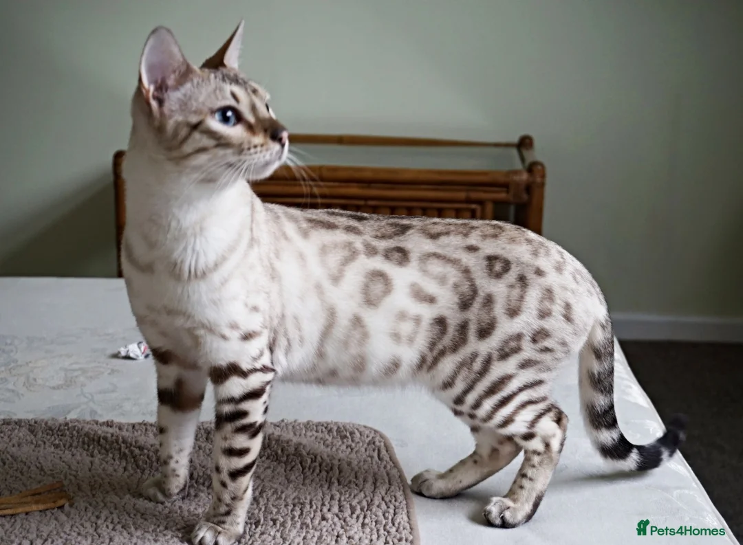 Bengal cats for sale: Superb Active Reg Snow Bengal Queen  - Advert 1