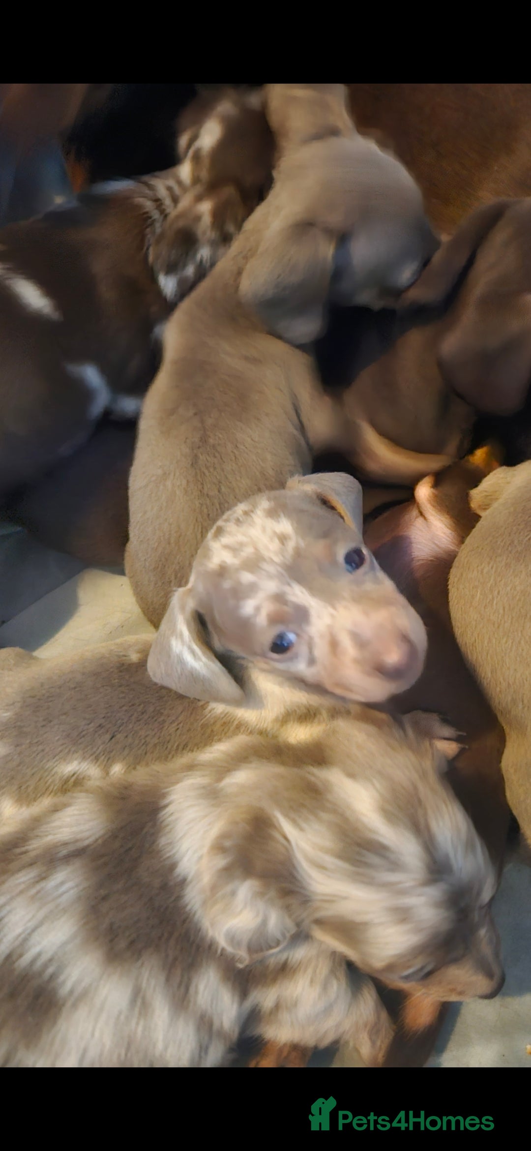 Miniature Dachshund dogs for sale: KC REGISTERED miniature DACHSHUND!!  - Image 9