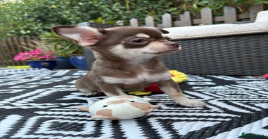 Chihuahua dogs - Advert 8