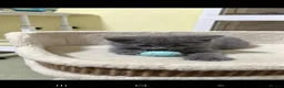 British Shorthair cats for sale: British shorthair kitten 💙💙💙 - Advert 14