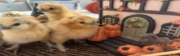 Chickens poultry for sale: Silkie chicks hatching eggs NOW - Advert 7