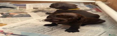 Cocker Spaniel 3