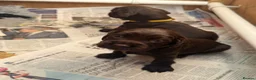 Cocker Spaniel dogs for sale: Working cocker spaniel puppies - all boys - Advert 6