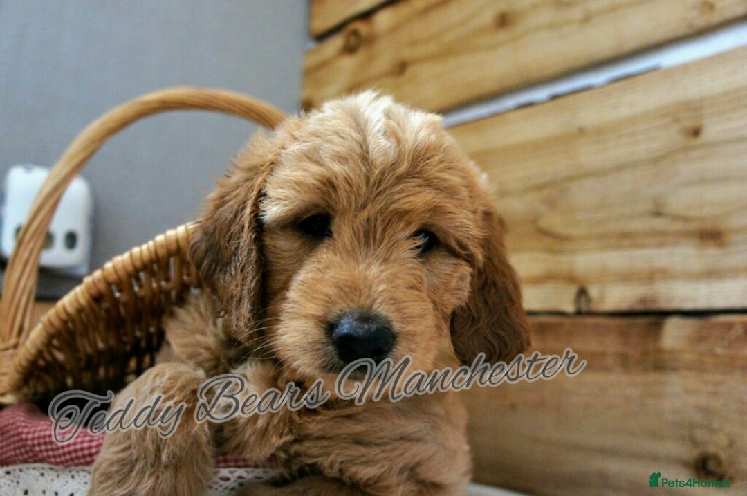 Mini Goldendoodle dogs for sale: Superb home-bred F1 Mini Goldendoodles KC parents - Advert 10