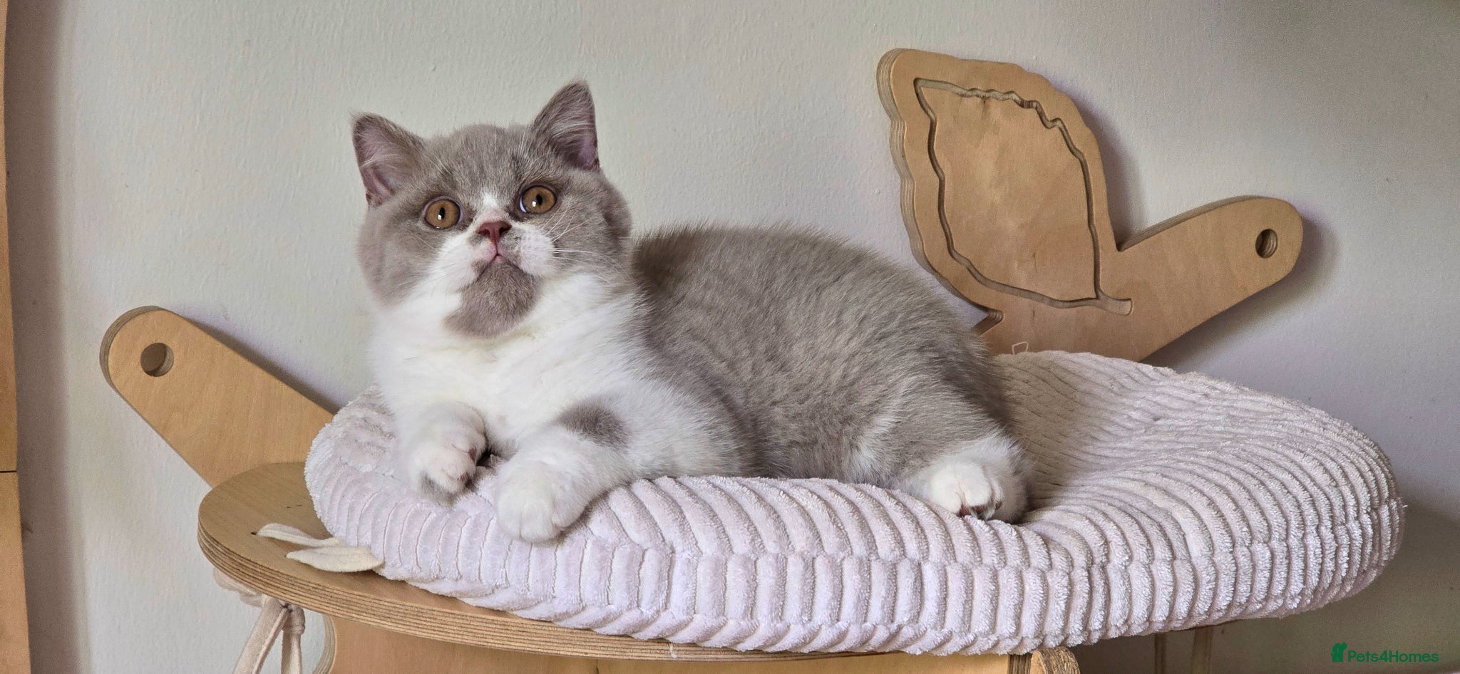 British Shorthair cats 💫 TICA pedigree reg British Shorthair Males - Advert 18