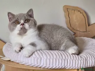 British Shorthair cats 💫 TICA pedigree reg British Shorthair Males - Advert 18