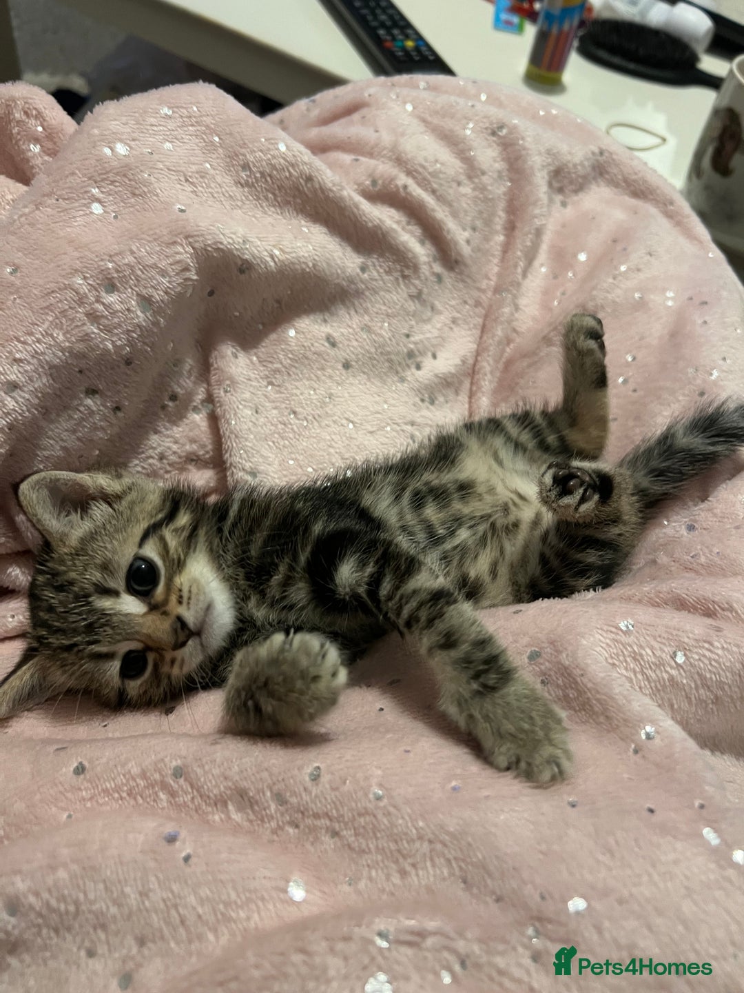 British Shorthair cats for sale: Bengal/Russian Blue/British short hair  - Image 2