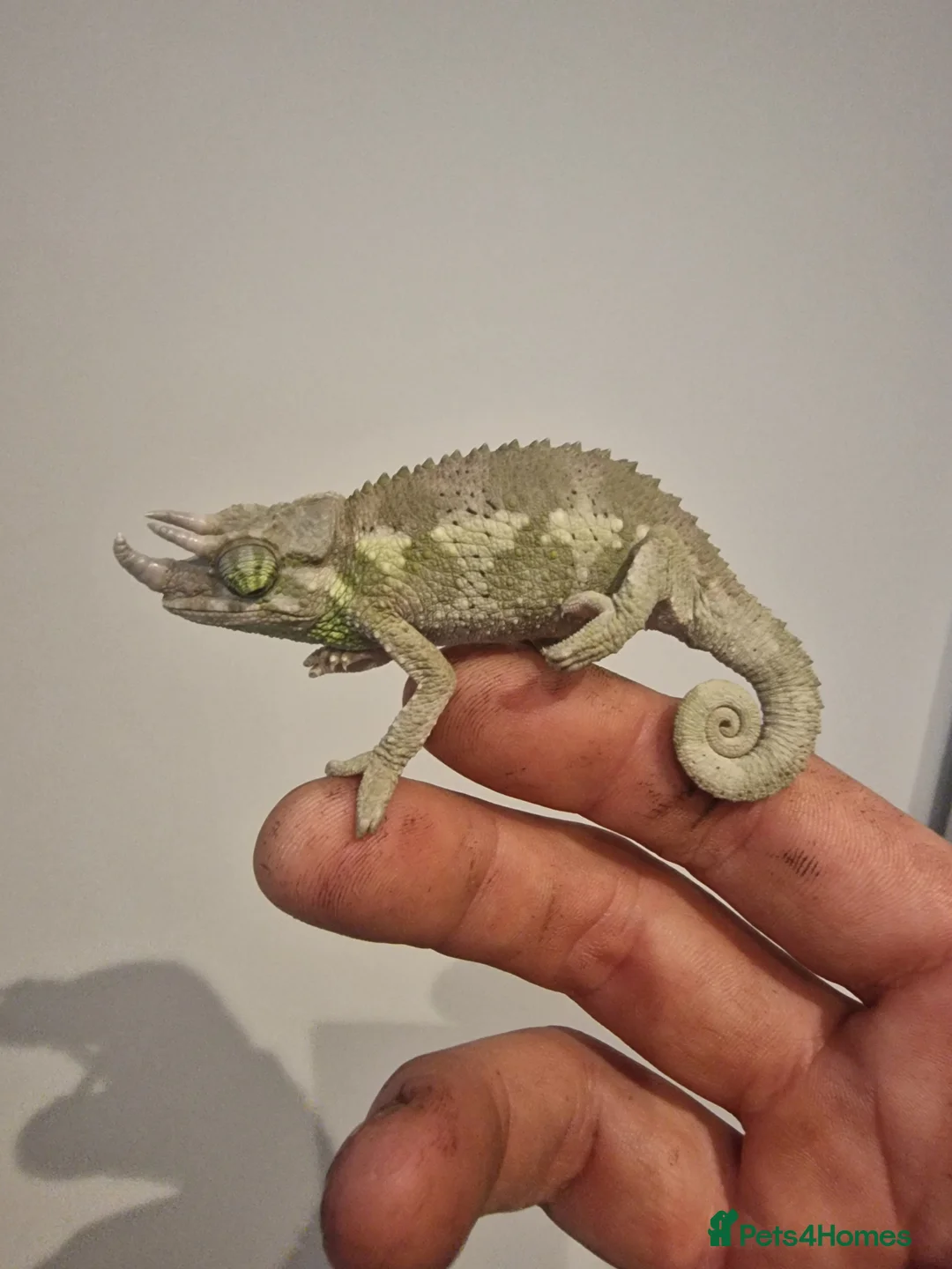 Chameleon reptiles for sale: Jacksons Chameleon - Advert 1