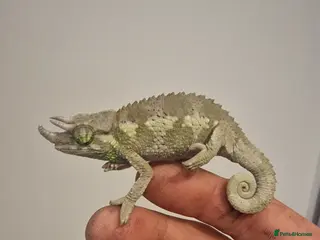 Chameleon reptiles Jacksons Chameleon - Advert 1