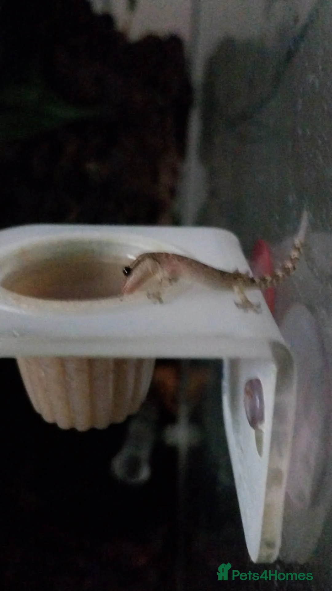 Gecko reptiles for sale: Mourning geckos. - Advert 18