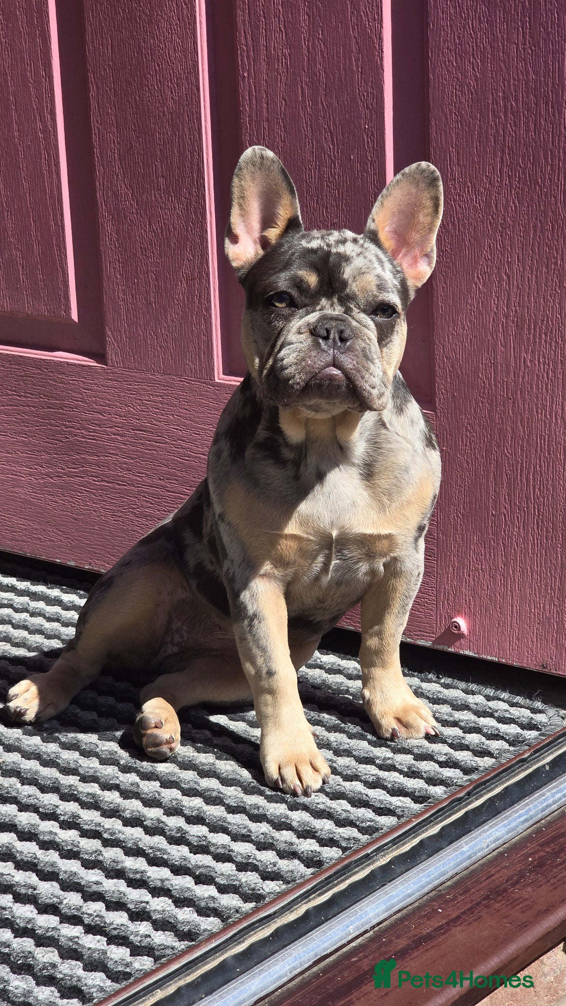 French Bulldog dogs 7 month old french bulldog girls 🩷 - Advert 1