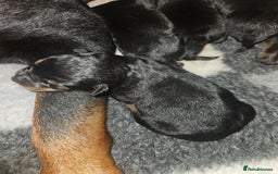 Rottweiler dogs for sale: KC Registered Rottweiler Puppies excellent lineage - Image 11