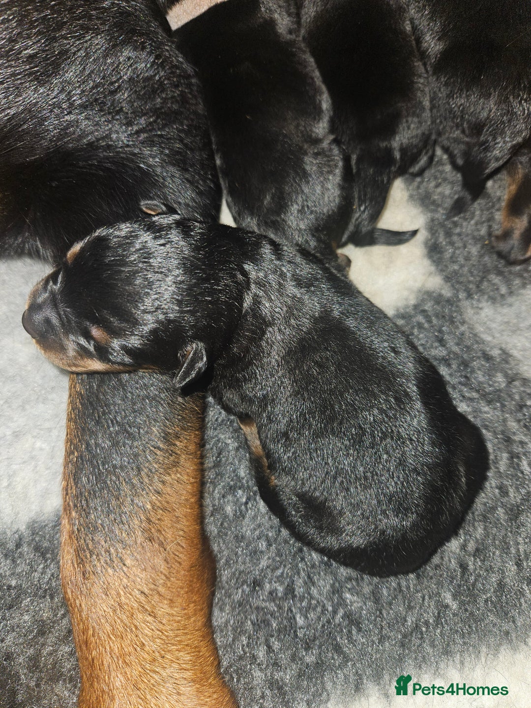 Rottweiler dogs for sale: KC Registered Rottweiler Puppies excellent lineage - Image 11