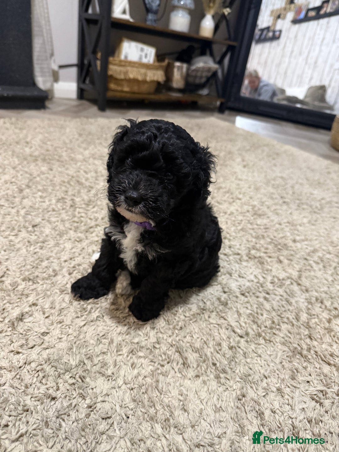 Cockapoo dogs for sale: 🐾ready to leave  black and white cockapoo - Image 16