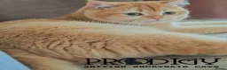 British Longhair cats for sale: Gorgeous GCCF Chocolate Golden British Longhair - Advert 6