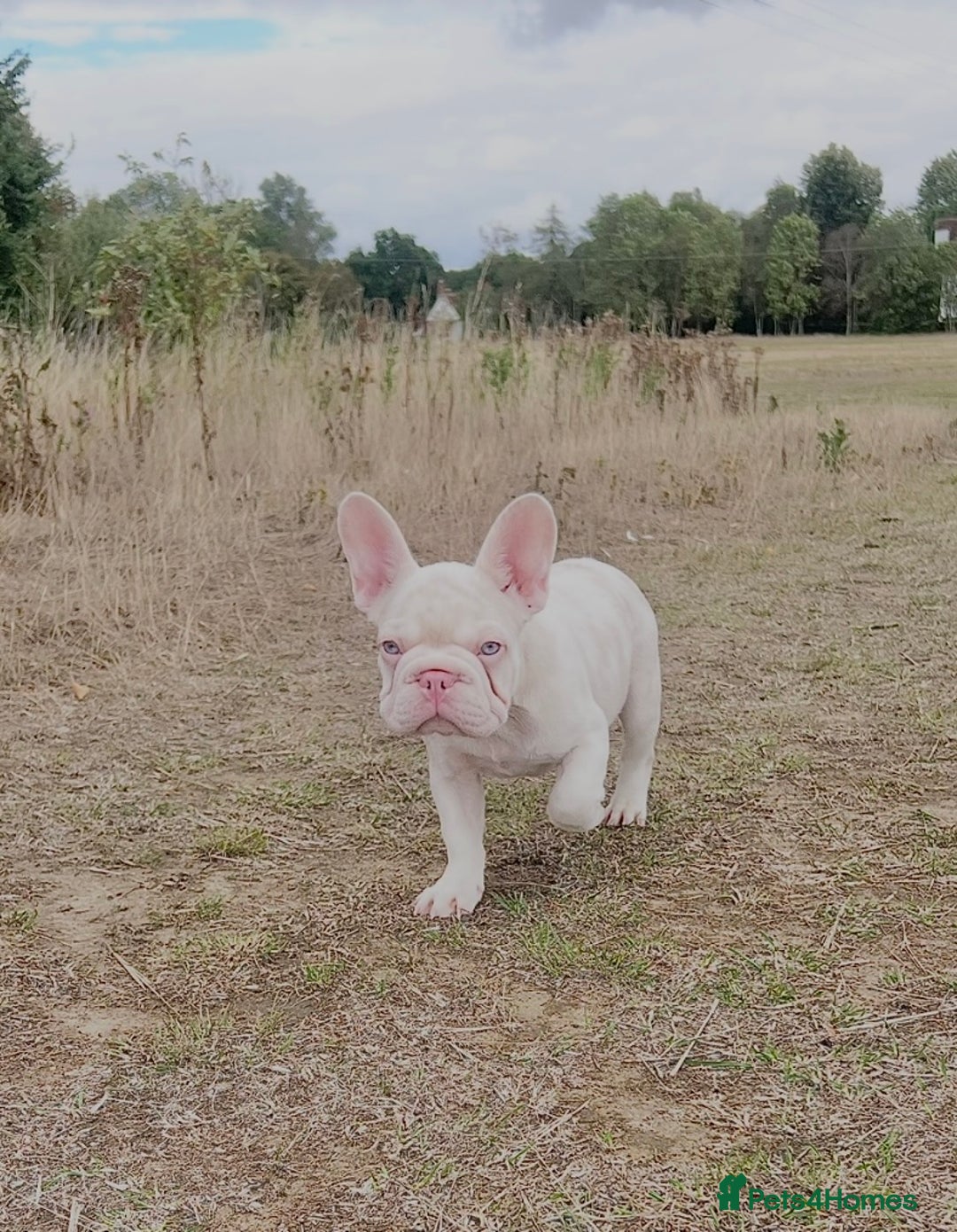 French Bulldog dogs for sale: KC reg 4 panel health test + DNA Male Frenchie Pup - Advert 14