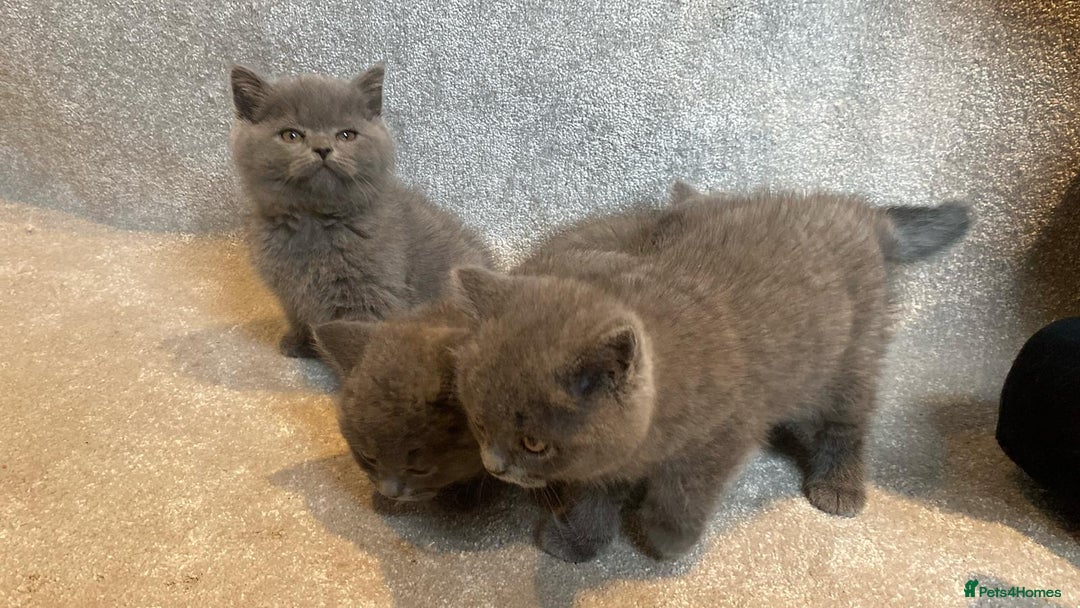 British Shorthair cats for sale: 3 PURE BSH kittens - Image 17