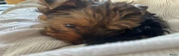 Yorkshire Terrier dogs for sale: Yorkshire Terrier Female Puppy - Advert 7