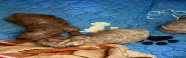 Maltipoo 3