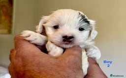 Maltipoo dogs for sale: Exquisitely Adorable Toy Maltipoo Puppies  - Image 15