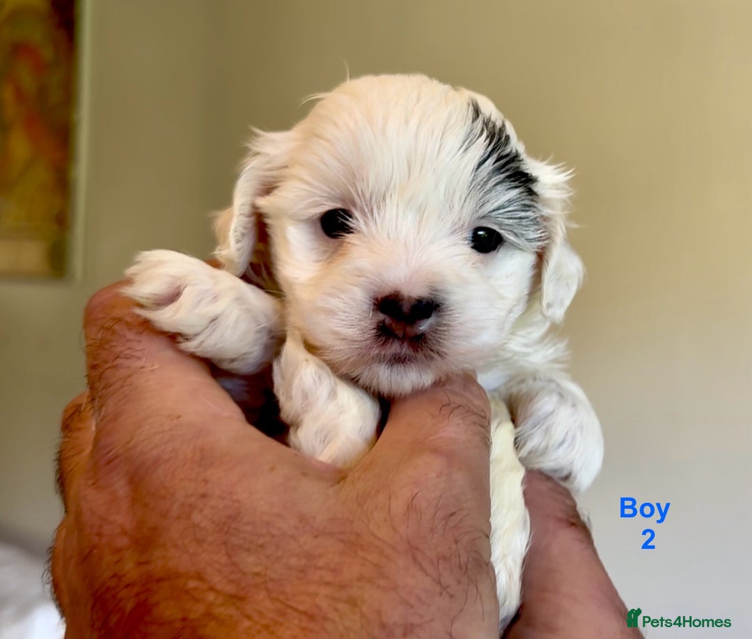 Maltipoo dogs for sale: Exquisitely Adorable Toy Maltipoo Puppies  - Image 15