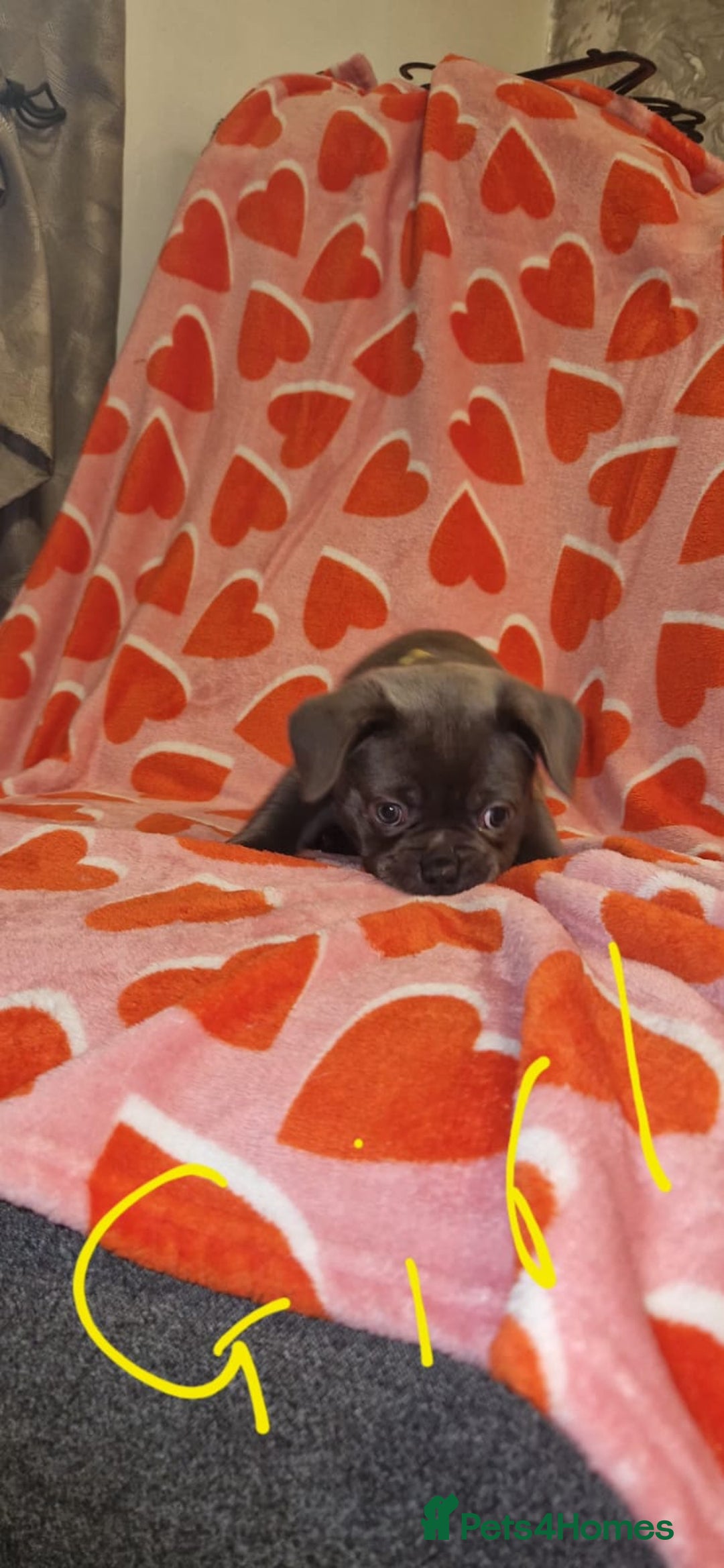 Frug dogs for sale: 6 beautiful frug puppies.  - Image 30