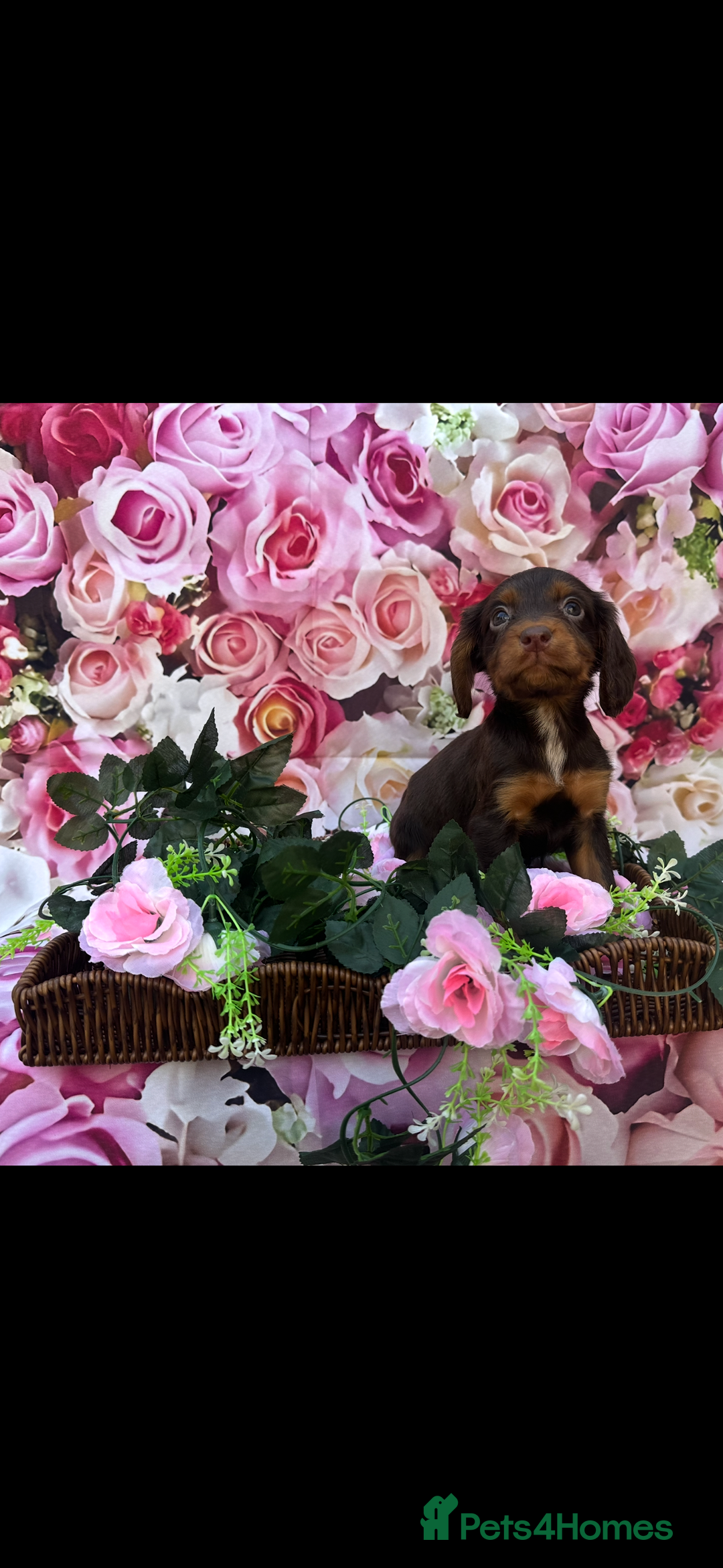 Cocker Spaniel dogs for sale: Kc registered cocker spaniels - Image 5