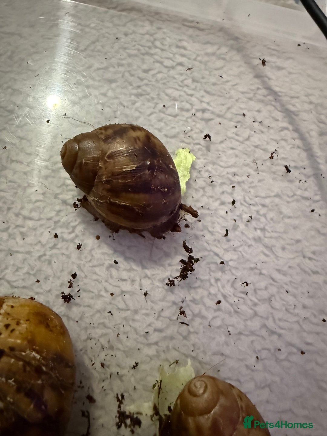 Snails invertebrates for sale: Ovum snails  - Advert 2