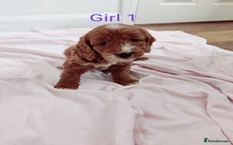 Cockapoo dogs for sale: Gorgeous Cockapoo Puppies  - Image 7