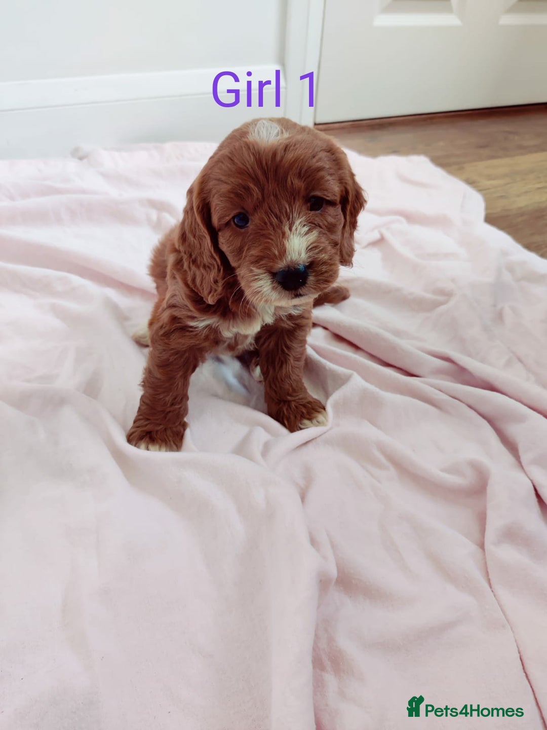 Cockapoo dogs for sale: Gorgeous Cockapoo Puppies  - Image 7