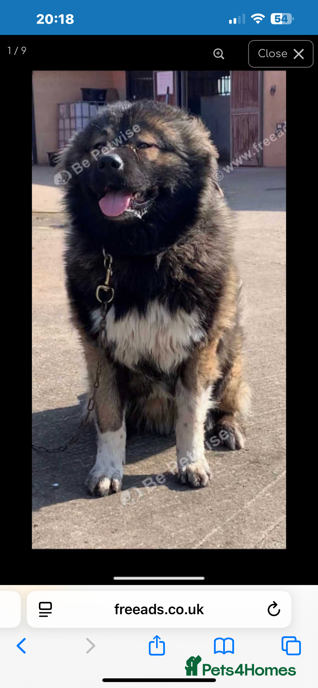 Mixed Breed dogs for sale: Turkish kangal x Caucasian pups  - Advert 13