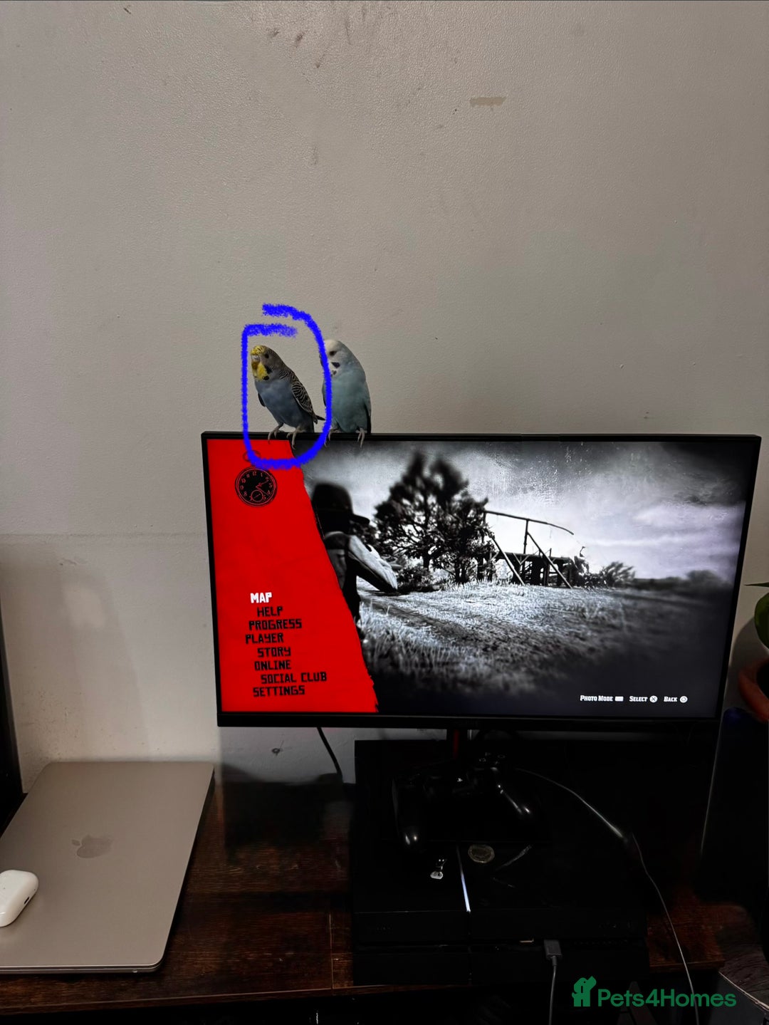 Finches birds for sale: Budgie for sale with cage  - Advert 2