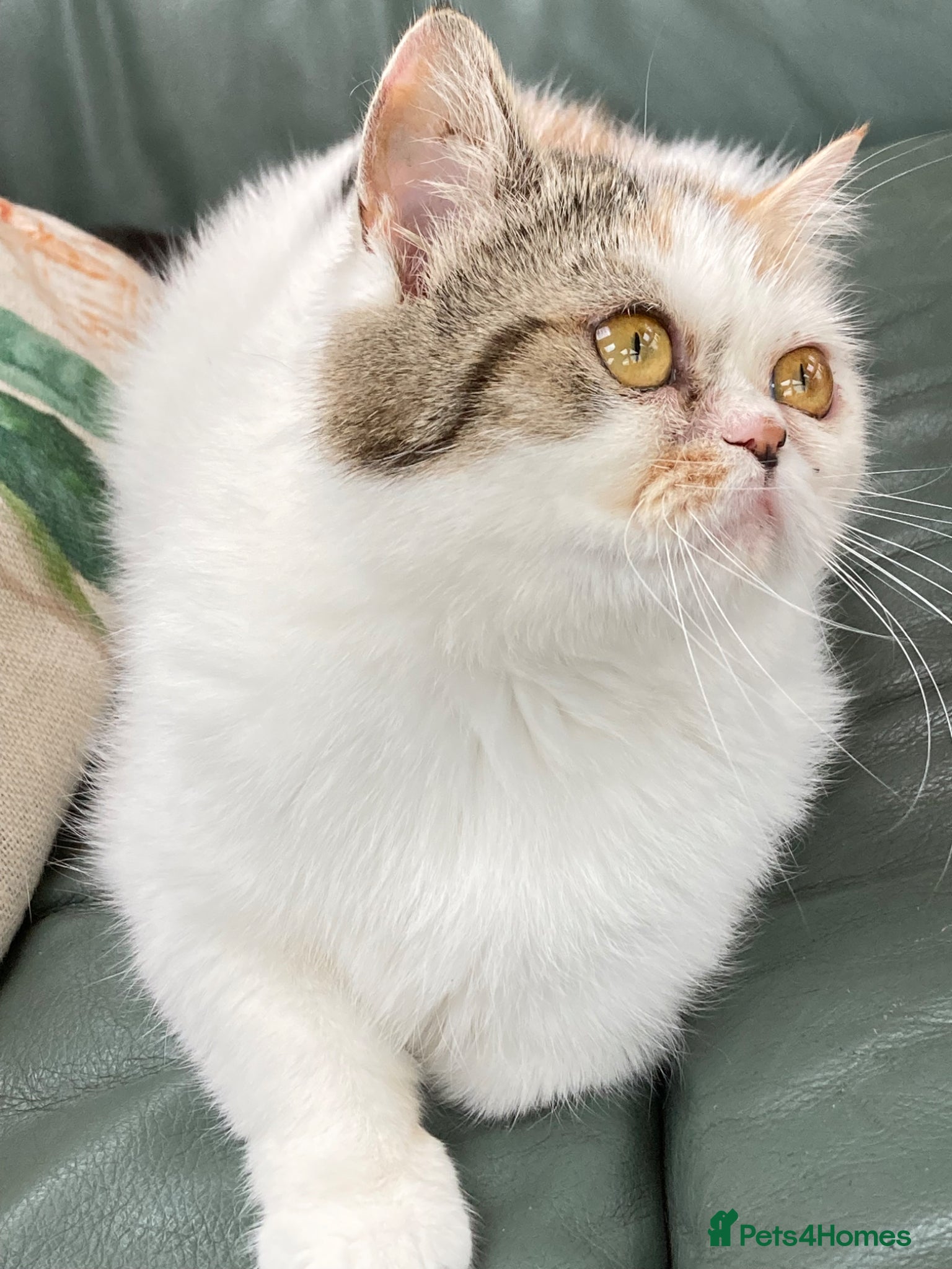 Exotic cats for sale: Exotic kittens two female  - Advert 17
