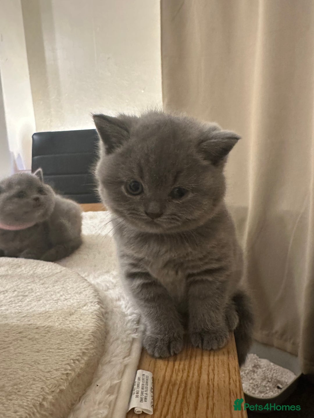 British Shorthair cats for sale: British Shorthair kittens Lilac/Blue 3 Girls 1 Boy - Image 24