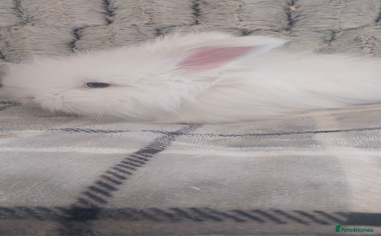Angora rabbits - Advert 1