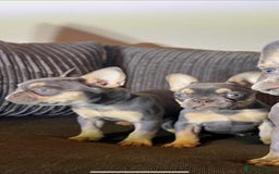 French Bulldog dogs for sale: Premium French Bulldog Puppies  - Advert 11