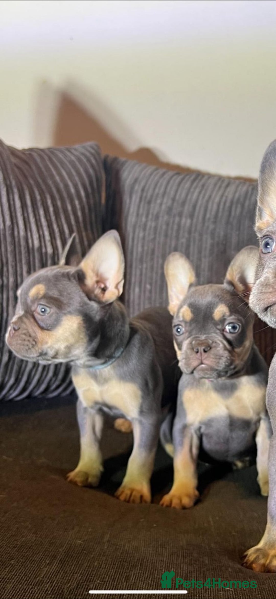 French Bulldog dogs for sale: Premium French Bulldog Puppies  - Advert 11