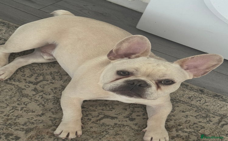 French Bulldog dogs - Advert 4