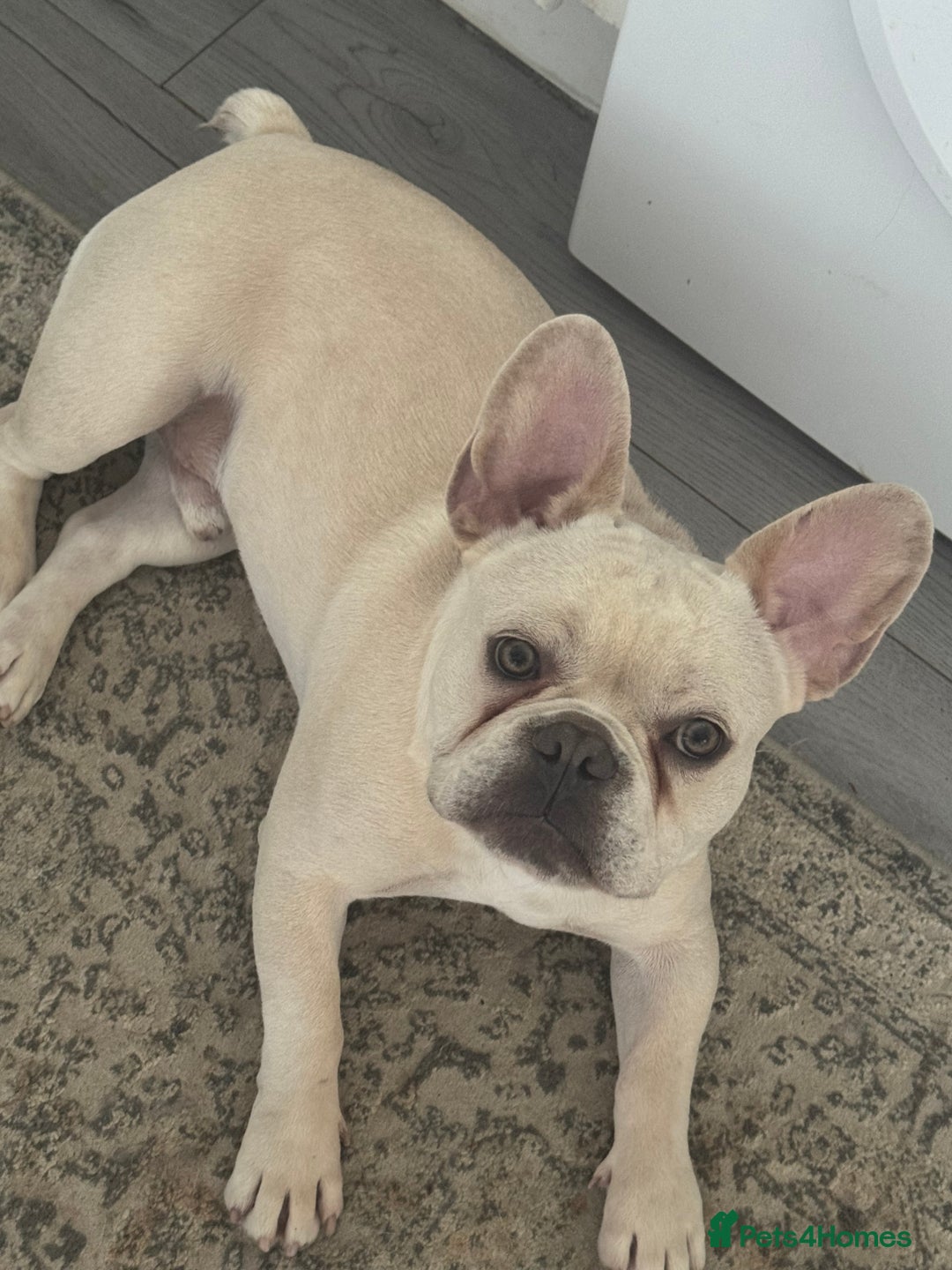 French Bulldog dogs for sale: Beige/White French Bulldog Mix - Image 1