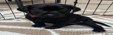 Puppy 11 - Black Labrador Retriever - Female 