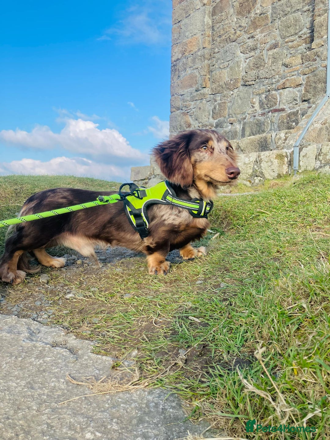 Miniature Dachshund dogs for stud: KC Reg Long Haired Choc Dapple Miniature Dachshund in Gunnislake - Advert 5