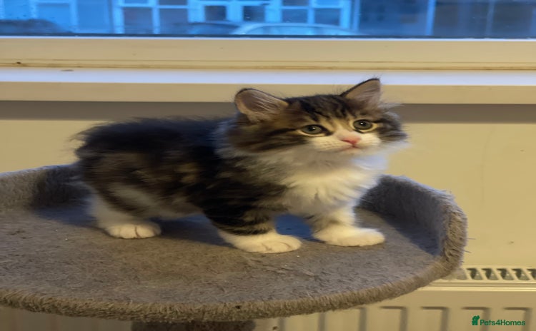 Kurilian Bobtail cats - Advert 6